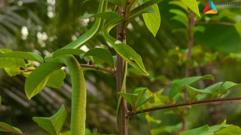 Hidden Hurdles Packaging Blog